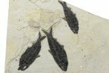 Multiple Fossil Fish (Knightia) Plate - Wyoming #233919-1